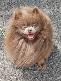 Pomeranian s PP - 7