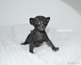 Cornish rex s PP - 7