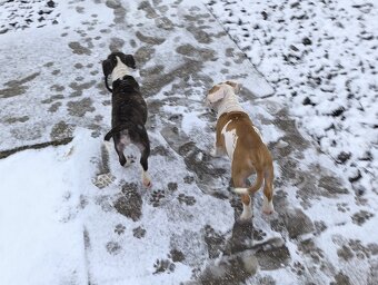 AMERICKÝ STAFORDŠÍRSKY TERIÉR s PP - 7