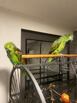 Amazonan modročelý - 7