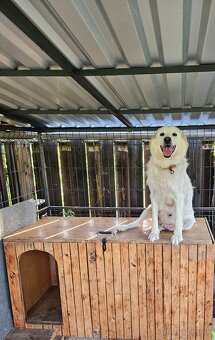 Labrador/Slovenský čuvač - 7