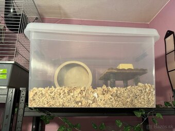 Sýrsky škrečok s PP + box a doplnky - 7