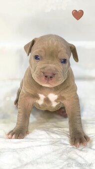 Štěňátka American Bully XL - registrace ABKC  (Jihlava CZ) - 7