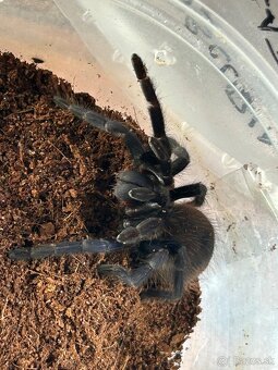 Predam pavúka plus terarium a nejaké veci k pavúkovi - 7