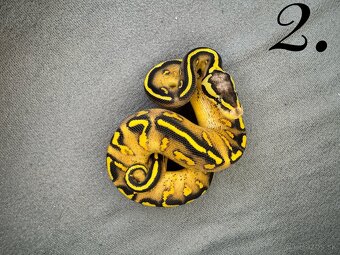 Predám nádherne mladata Python Regius 2024 - 7