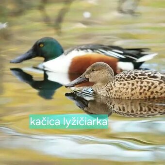 OKRASNÉ KAČICE - AKTUÁLNY ZOZNAM - 7