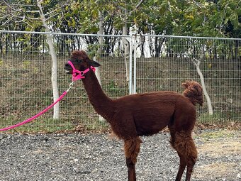 VÝHODNÁ CENA Alpaka samica - 7
