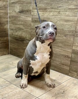 American Bully XL - 7
