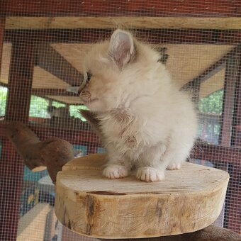 Ponukam maciatka ragdoll - 7