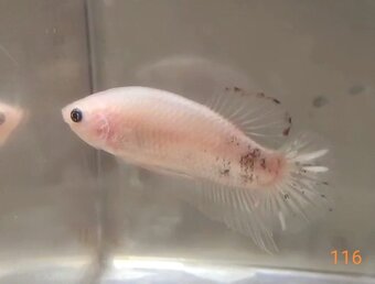 Bojovnice celofan samec shorttail - 7