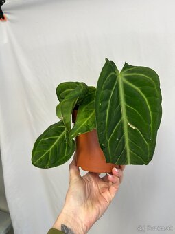 Anthurium Villenaorum - 7