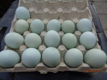 Sliepky Araukana - 7