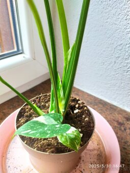 Monstera panašovaná - 7