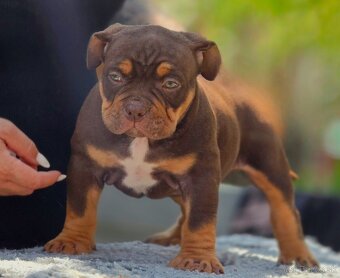 American Bully pocket - 7