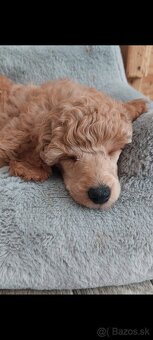 Pudel pudlik toy/trpaslík s PP - 7