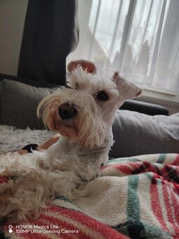 Bradáč malý biely - 7