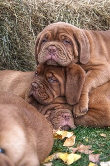 Dogue de Bordeaux, Bordeauxska doga, bordo doga - 7