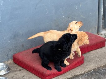 Labrador - 7