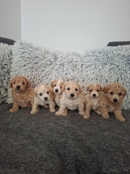 Maltipoo - 7