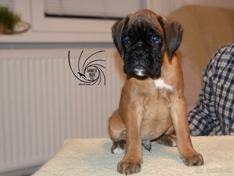 Nemecký boxer- psík s PP - 7