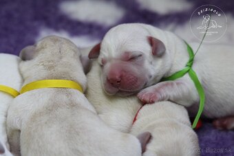 Labrador retriever  s rodokmeňom pôvodu - 7