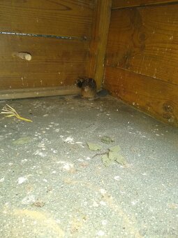 Predám prepelice činske - 7