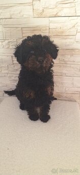 Pudel Trpasličí - 7