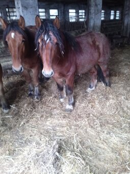 Predám 7 ťažnych zrebcov - 7