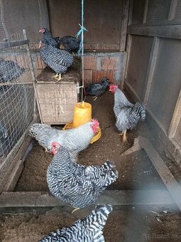 Násadové vajcia - 7