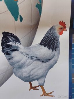 Kuričky DOMINNAT - 7