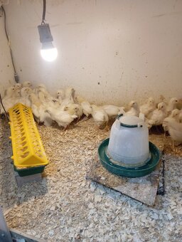 Leghorn, Vlaška jarabičia - 7