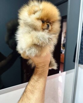 Pomeranian Boo - 7