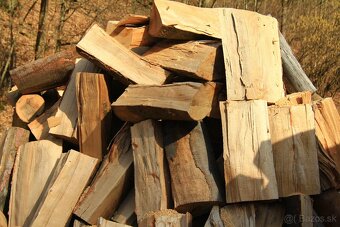 PALIVOVE DREVO BUK - 7