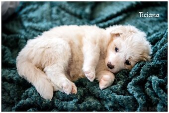 Border Collie Border Kolia s PP FCI barva ee red - 7