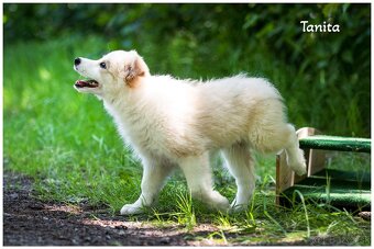 Border Collie Border Kolia s PP FCI barva ee red - 7