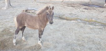 Predam shetlad ponika - 7