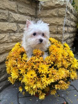 Yorkshirsky terier, yorkshirsky terier mini, biewer - 7