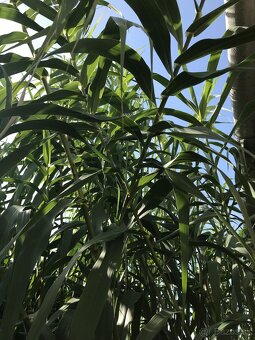 Predám BAMBUS, Bambusovú hľúzu - 7