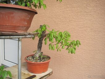 bonsai,bonsaj-hrab 6 - 7