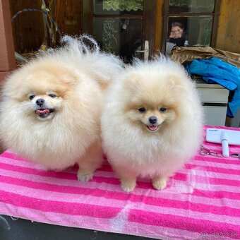 Pomeranian mini - 7