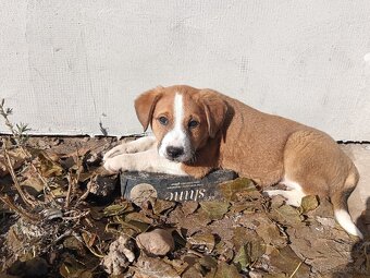 Šteniatka - mama Bernský salašnícky pes - 7