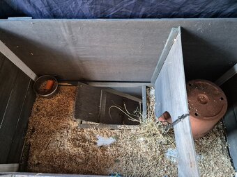 Mosrké prasiatko+voliéra - 7