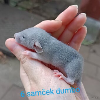 ❤ Exkluzívne dumbo, velveteen, rex potkaníky - 7