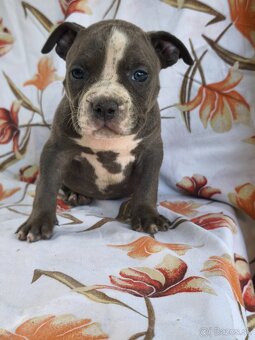 American Bully - 7
