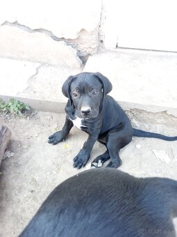 Cane Corso - 7