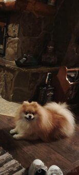 Ponúkam pomeriana na krytie - 7