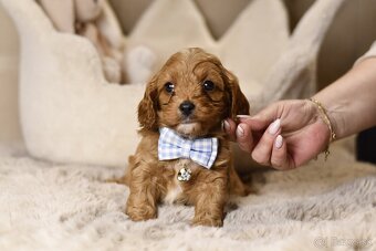 Cavapoo F1 psík hľadá milujúci domov - 7