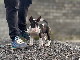 Miniatúrny Bulterier , bullterrier s pp - 7