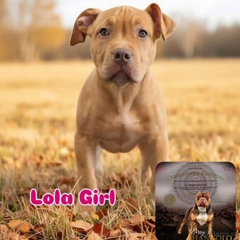 American bully - 7