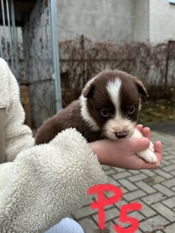 Predám border kólia šteniatka - 7